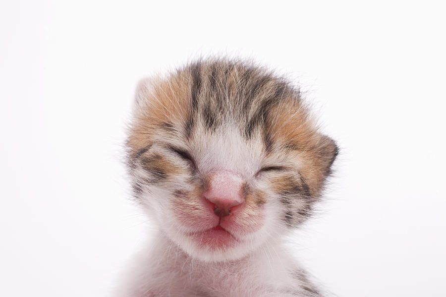 sleeping-kitten-close-up-of-head-ichiro.jpg