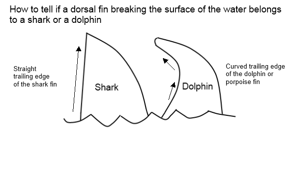 sharkordolphintxt1.png