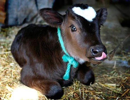 baby-cow.jpg