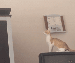 funny-gif-cat-jumping-fail-TV-falling.gif