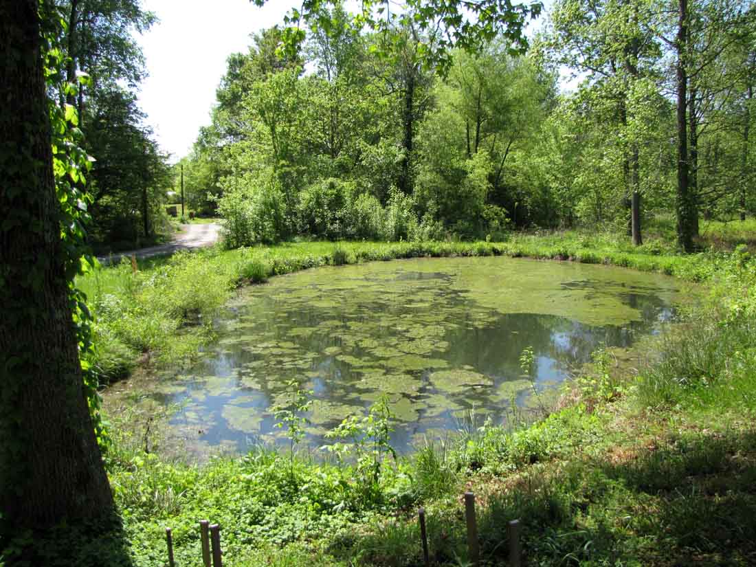 algae-pond_4038.jpg