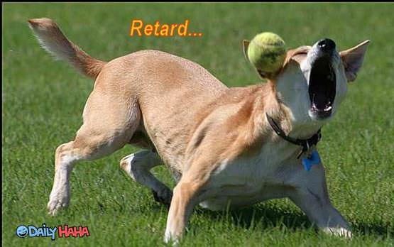 retard_dog.jpg