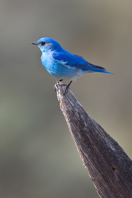 mountain_bluebird-185.jpg