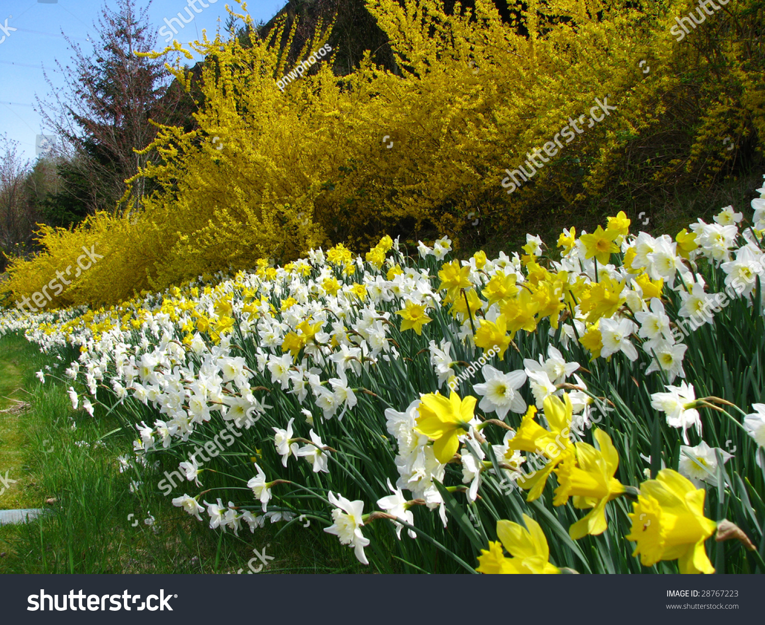 stock-photo-daffodils-and-forsythia-28767223.jpg