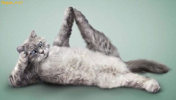 cat-stretching-out-lovley.jpg