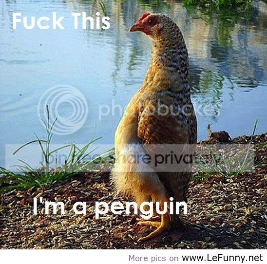 Being-a-chicken-sucks-lefunnynet_.jpg