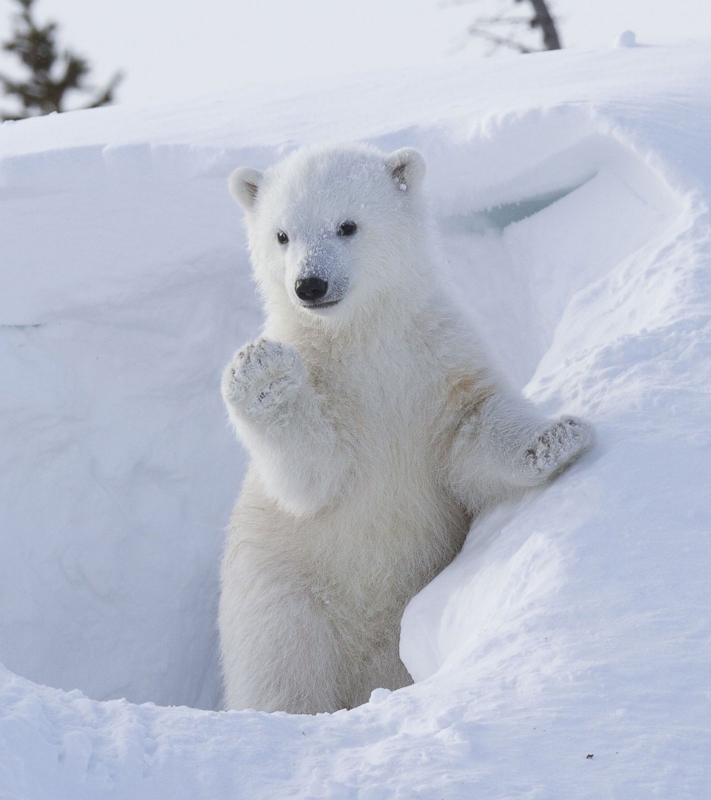 rex_waving_polar_bear_jc_140903_8x9_1600.jpg