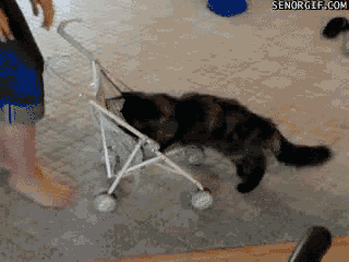 tumblr_mztekdT44v1tnwv18o1_400.gif