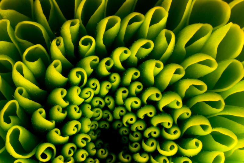 Natures_Fractal_by_dadian.jpg