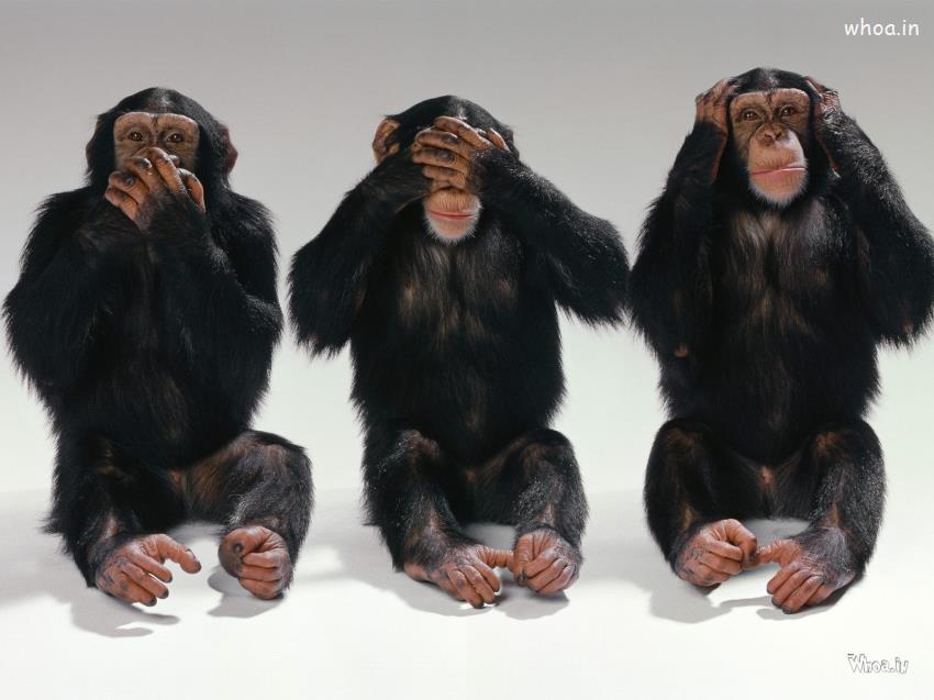 Three-Monkeys-Wallpaper-Hd.jpg