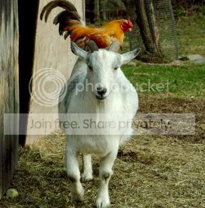 chickenngoat.jpg