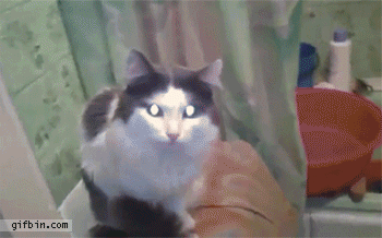 1339605775_cat_wants_bathroom_privacy.gif