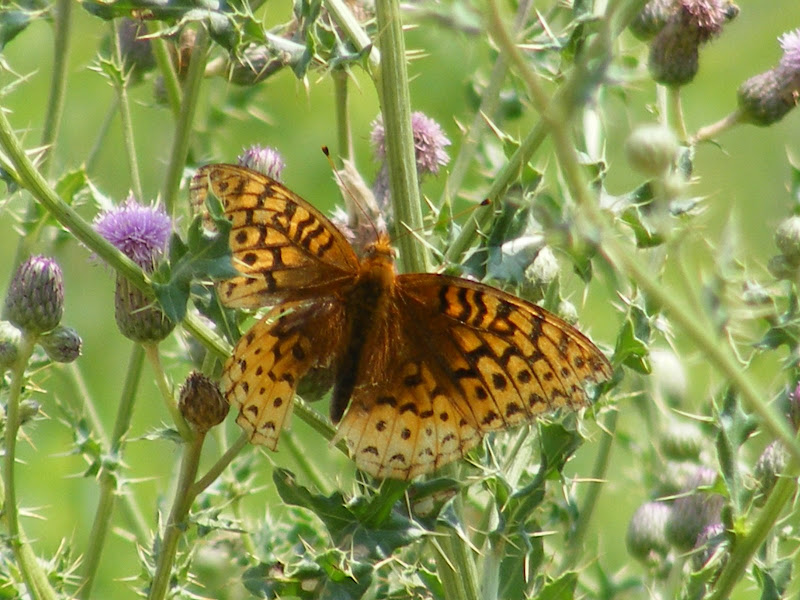 DSCF8190.jpg
