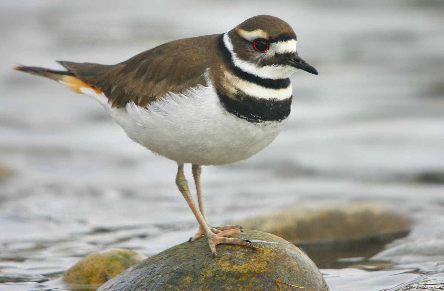 killdeer2.jpg