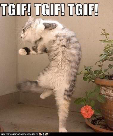 tgif-cat21.jpg