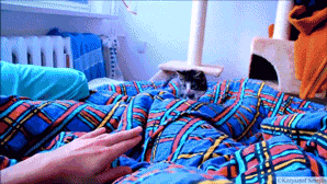 HfsQjz8.gif