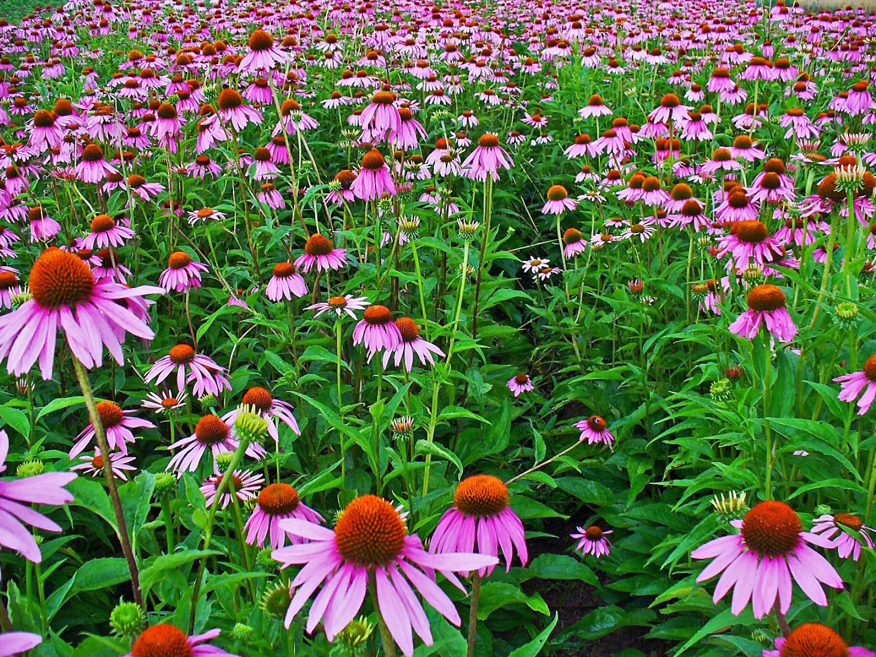 Echinacea_purpurea_001.JPG