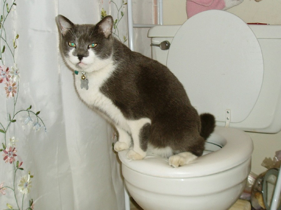 dharma-toilet.JPG