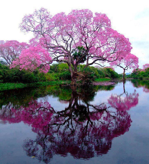 Medicinal-properties-of-beautiful-Tabebuia-trees.jpg