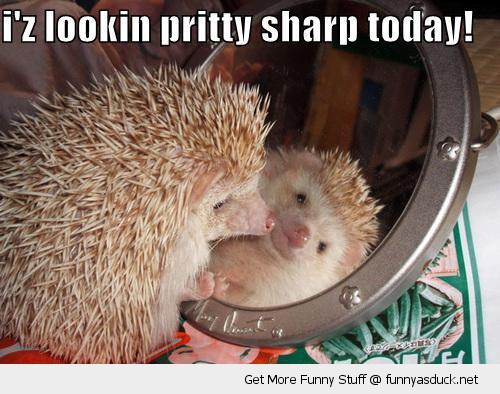 funny-looking-sharp-hedgehog-pics-01.jpg