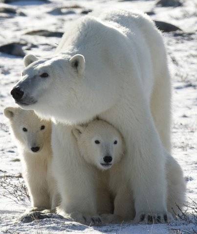 polar-bears.jpg