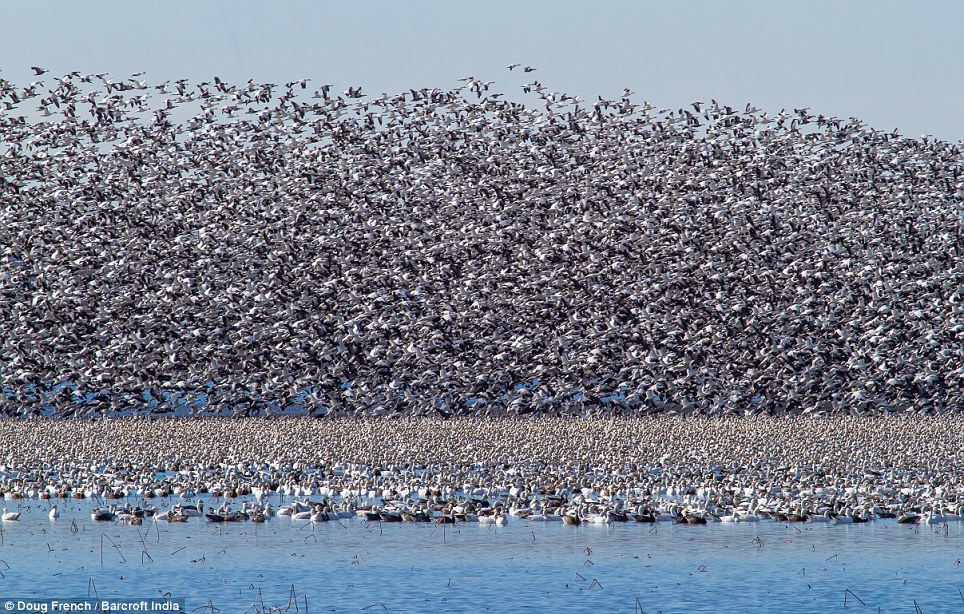 geese+sky.jpg