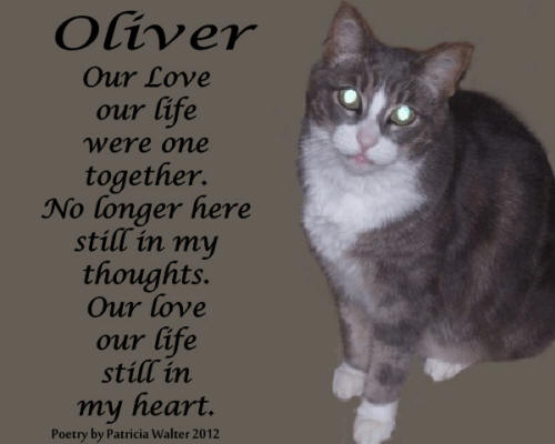 oliver-cat-2012.jpg
