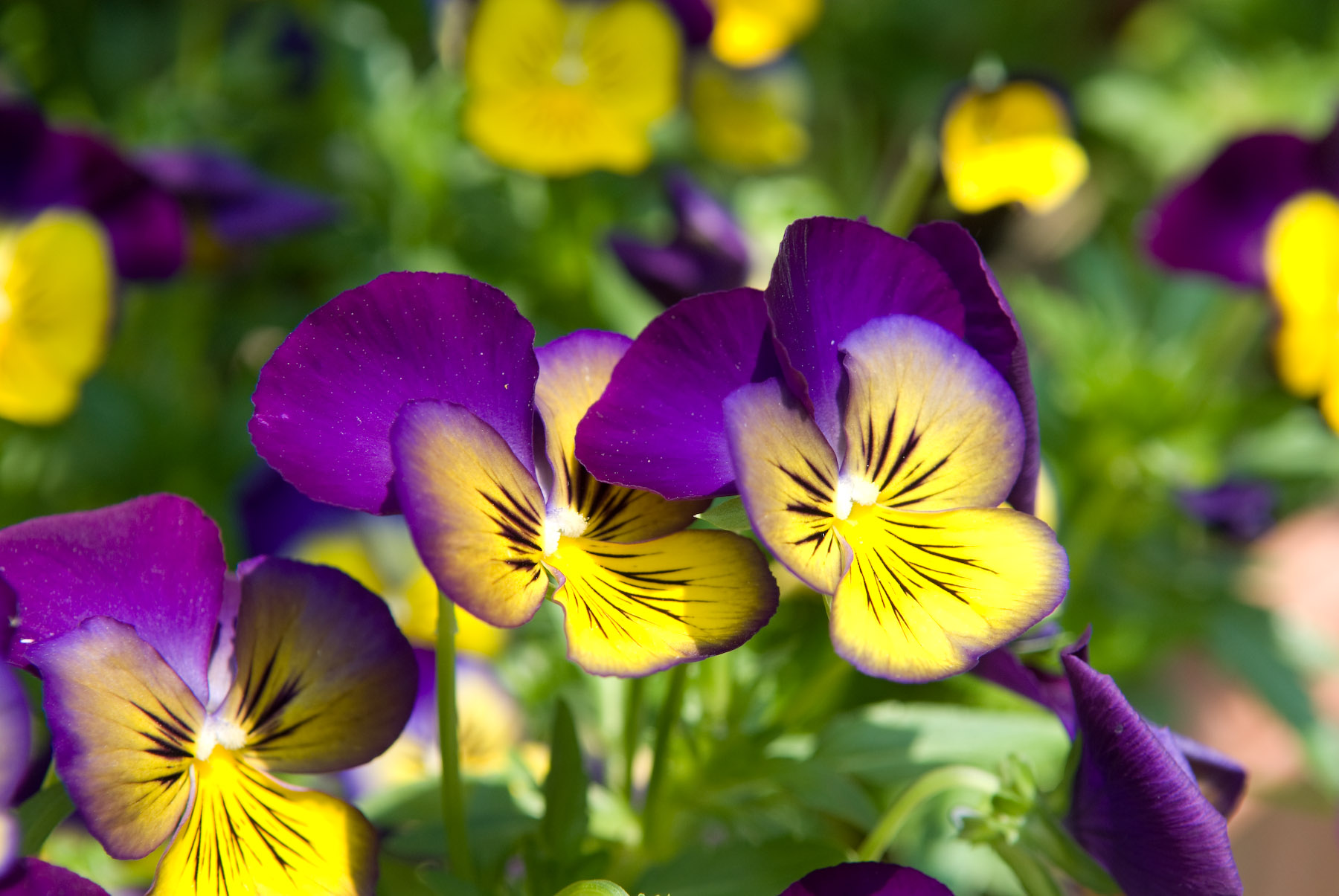 JEF_030381.jpg