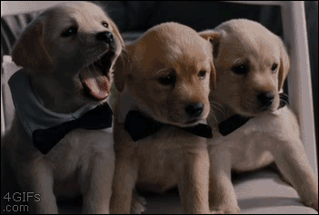 yawninggif.gif