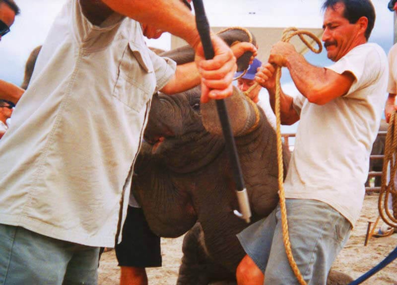 elephant-training4.jpg