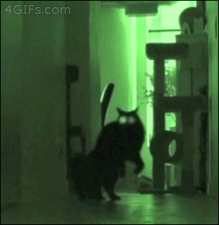 tumblr_mshsh7QvLj1seo2sfo1_400.gif