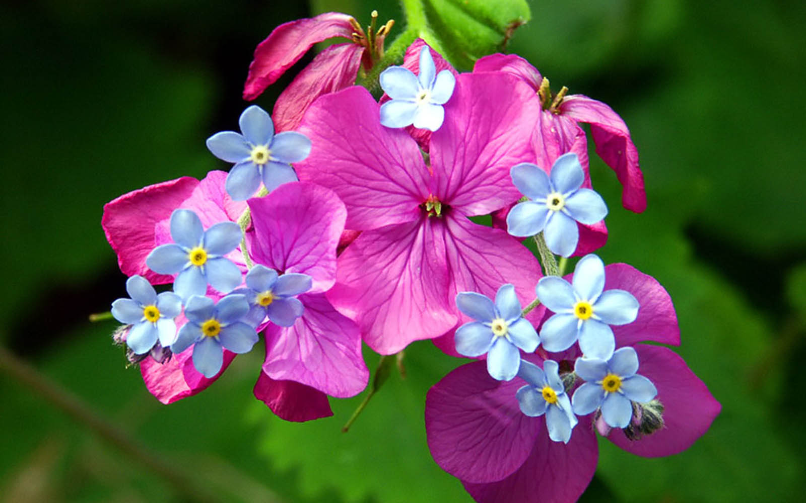 Wallpaper-Spring-Flowers.jpg
