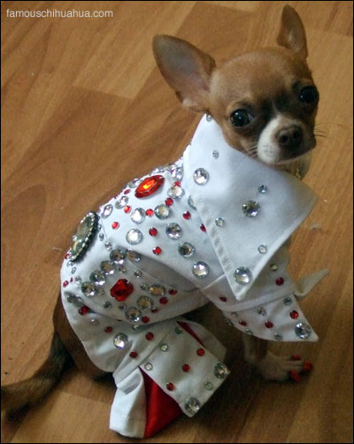 elvis-presley-chihuahua.jpg