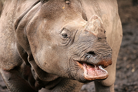 rhinolaugh.jpg