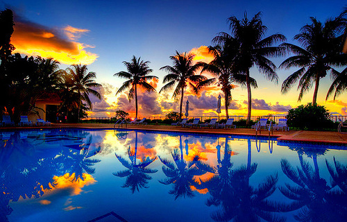 palm-trees-pretty-scenery-Favim.com-176260.jpg