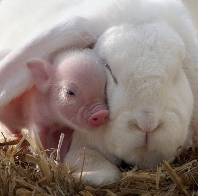 piglet-and-rabbit.jpg
