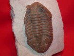 th_russia-trilobite008a.jpg