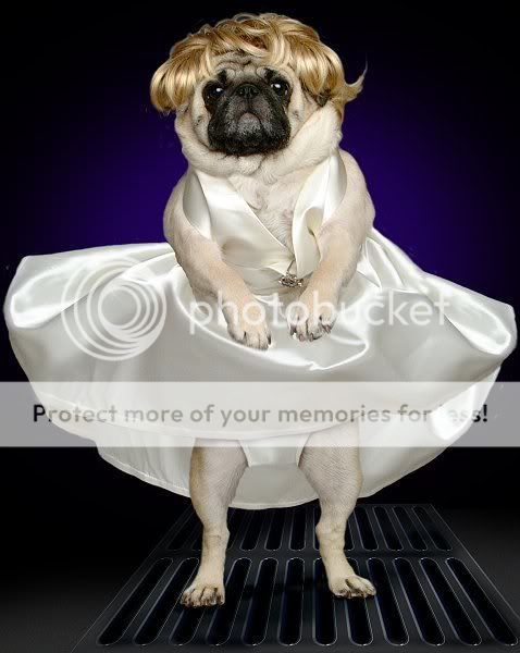 pug1019_2.jpg