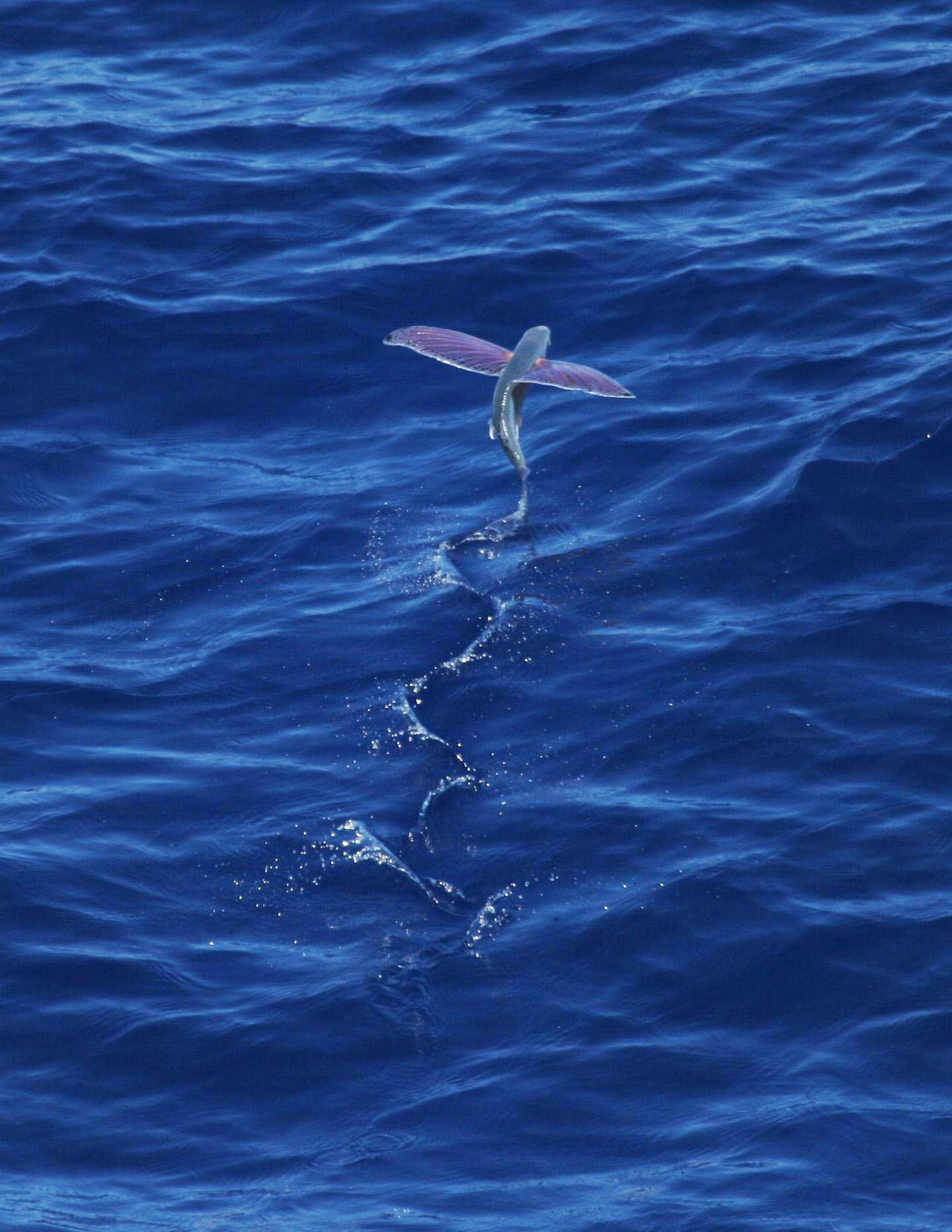 Pink-wing_flying_fish.jpg