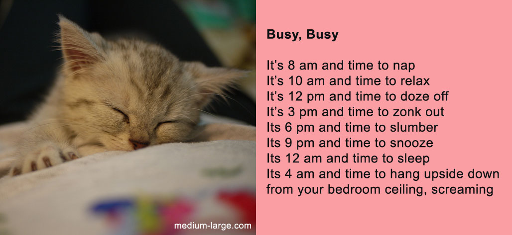 cat-poem-busy-2.jpg