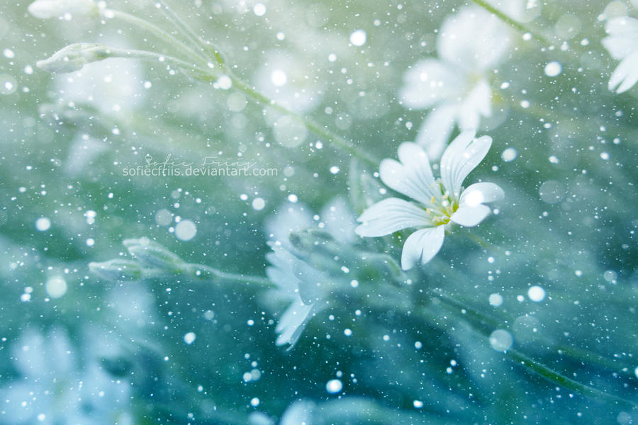 snow_flower__by_sofiecfriis-d50exzk.jpg