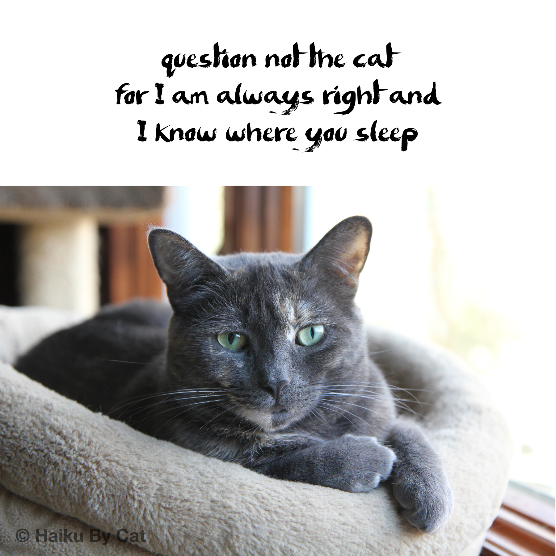 Athena-question-not-always-right.jpg