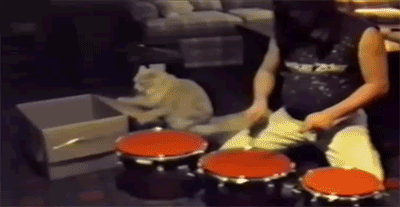 tumblr_nhz9twKwkn1qzag1wo1_400.gif