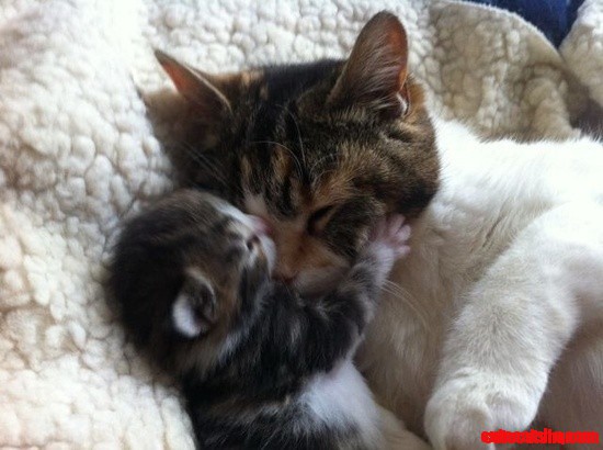 I-love-you-mommy-cat.jpg
