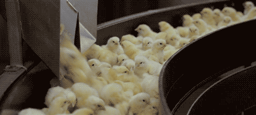 giphy.gif