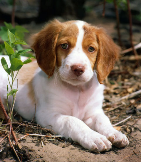 55003aab223fc-ghk-dogs-brittany-spaniel-xl.jpg