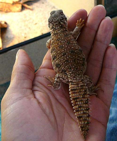 bietereptilien510.jpg