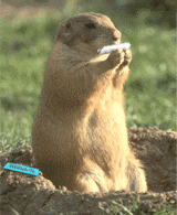 roll-that-joint-gopher.gif