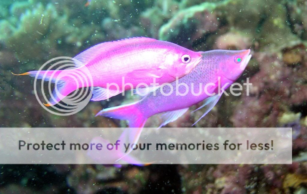 pink-fish.jpg