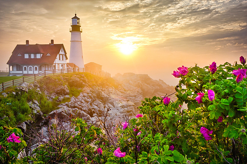 Morning-Rose.jpg